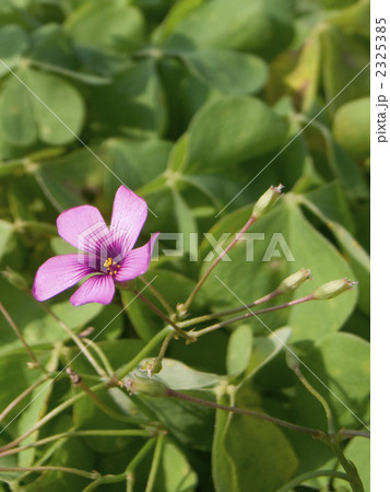 イモカタバミ イモカタバミ 2325385