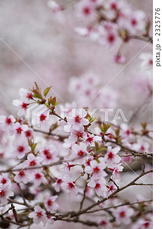 ヤマザクラ 2325776