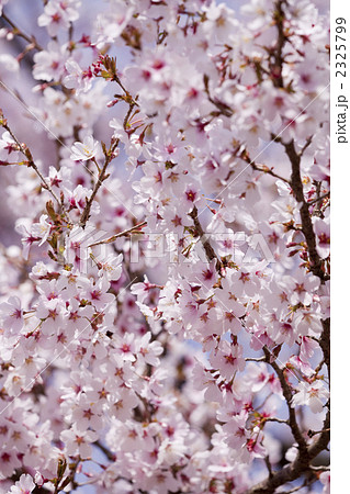 ヤマザクラ 2325799