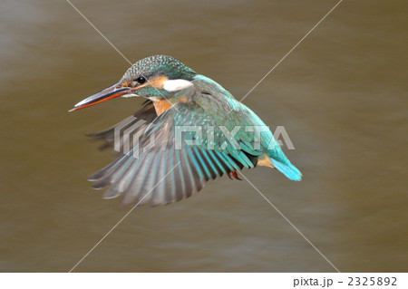 ホバリングするカワセミ 2325892