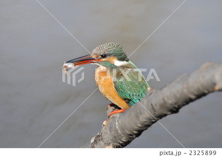 食事中のカワセミ 2325899