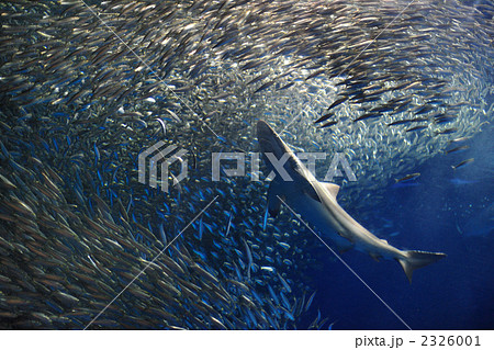 名古屋水族館のイワシのショー　サメから逃げる 2326001