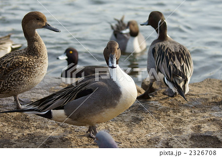 はい❢ポーズ　尾長鴨くん 2326708