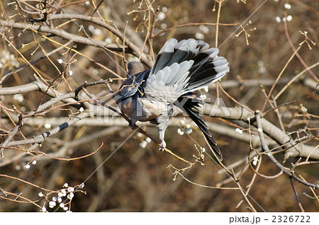 南京黄櫨（なんきんはぜ）に夢中な雉鳩 2326722