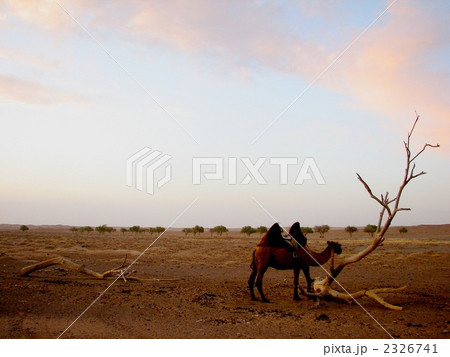 モンゴル、ラクダ モンゴル、ラクダ 2326741