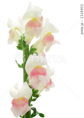 キンギョソウ キンギョソウ 2326952