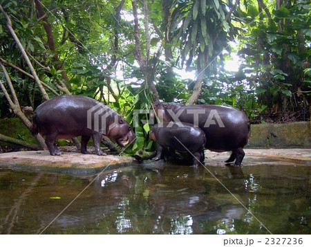 シンガポール/コビトカバ シンガポール/コビトカバ 2327236