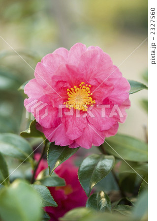 椿の花 椿の花 2327560