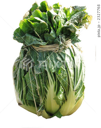 白菜 2327768