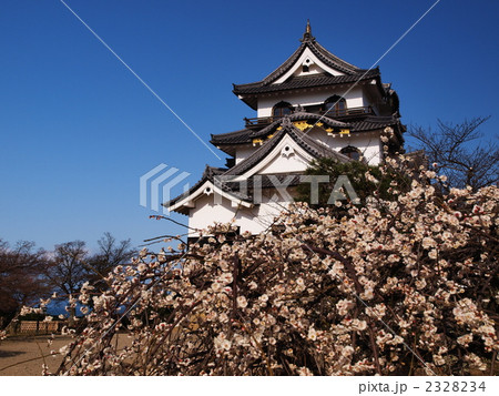 梅の花咲く彦根城 2328234