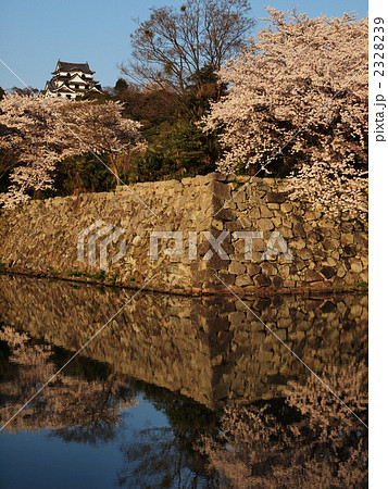 桜咲く彦根城 2328239