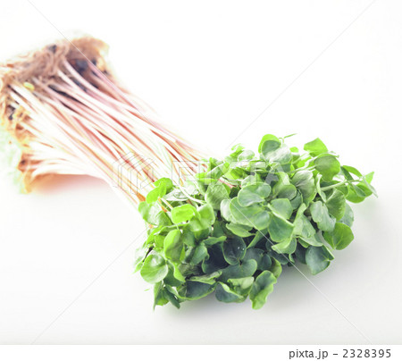 そばの芽 2328395