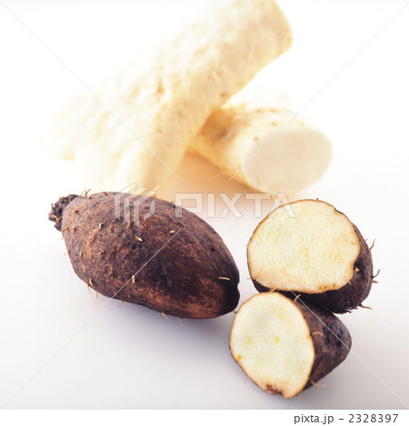 つくね芋 2328397