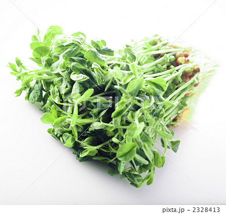 豆苗 豆苗 2328413