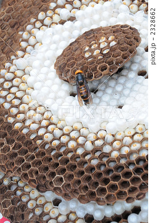 オオスズメバチの巣と女王蜂 2328662