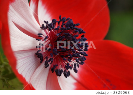 アネモネ 2329068