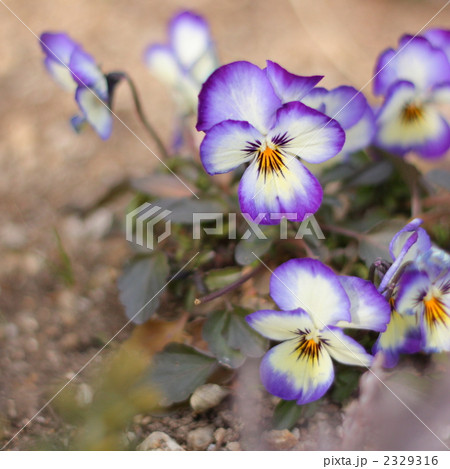 花壇に咲くパンジー 花壇に咲くパンジー 2329316