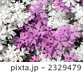 芝桜 2329479