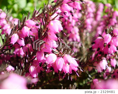 エリカ・ダーリエンシスのアップ 2329481