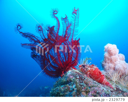 カサゴとソフトコーラル 2329779
