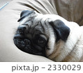 パグ 2330029