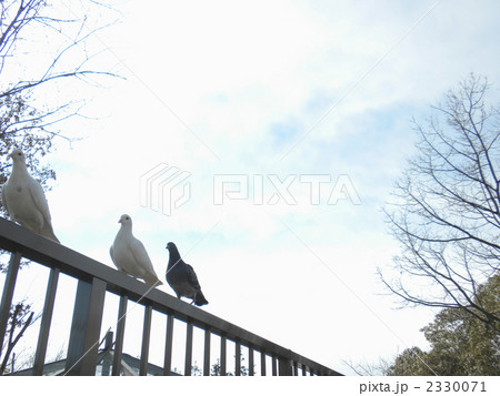 3羽のハト 3羽のハト 2330071