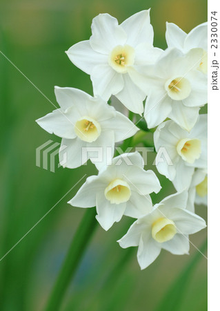 緑と水仙 2330074