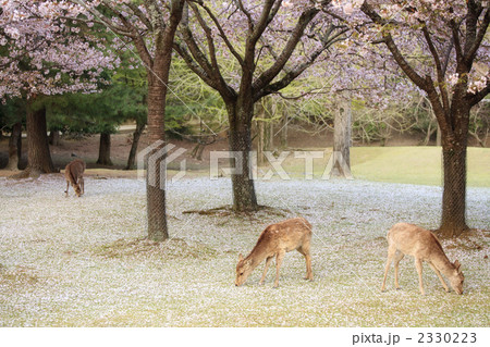 落ち桜を食べる鹿 2330223