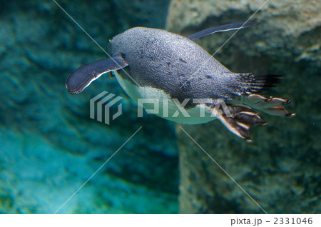 ペンギンの遊泳 2331046