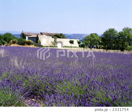 84980　ラベンダー　リュベロン　プロバンス　南仏 2331754