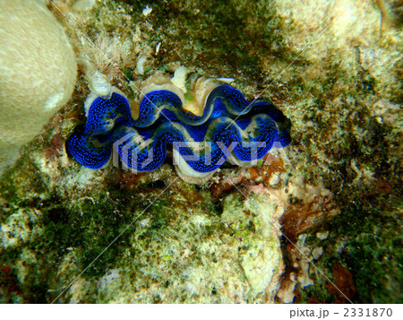 青いシャコ貝 646 青いシャコ貝 646 2331870