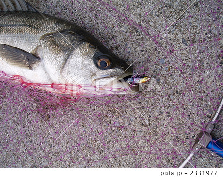 シーバス 2331977