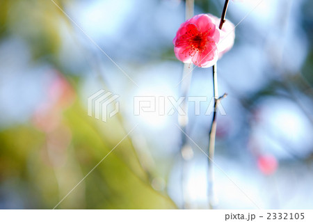 大宮公園の八重唐梅 2332105