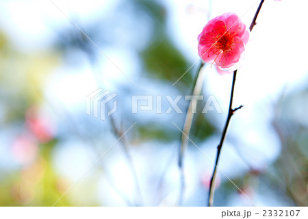 大宮公園の八重唐梅 2332107