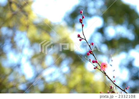 大宮公園の八重唐梅 2332108