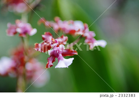 ラン(蘭) ラン(蘭) 2332383