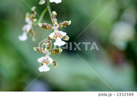 ラン(蘭) ラン(蘭) 2332389