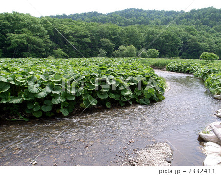ラワンぶきの森_1 ラワンぶきの森_1 2332411