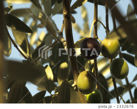 オリーブの実 オリーブの実 2332676