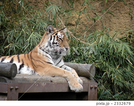 虎の肖像 2332679