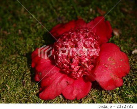 珍しい花のベニカラコ 珍しい花のベニカラコ 2332735
