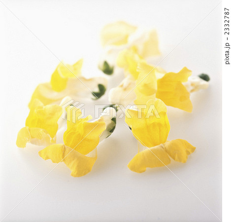 スナップドラゴン 2332787