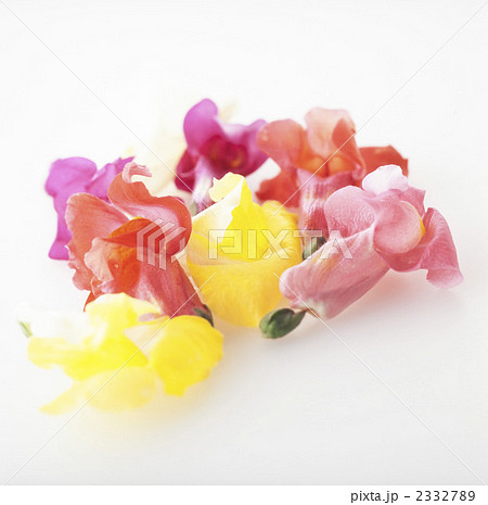 スナップドラゴン 2332789