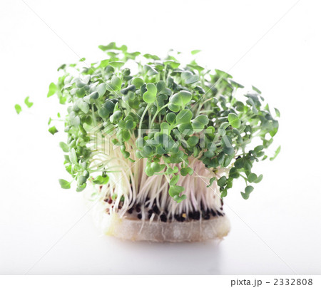 マスタードスプラウト マスタードスプラウト 2332808