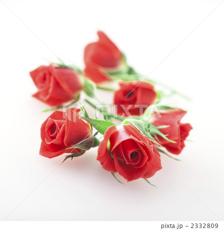 ミニローズ 2332809