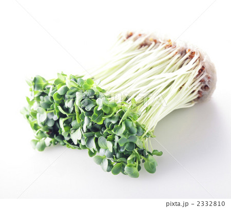 貝割れ大根 2332810