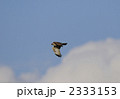 ノスリの飛翔 2333153