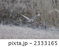 コミミズク（フクロウの仲間） 2333165