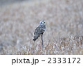 コミミズク（フクロウの仲間） 2333172