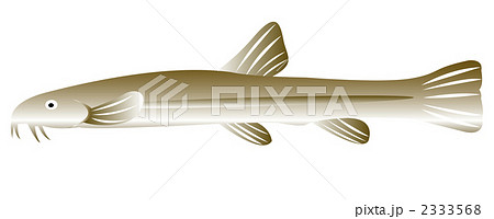 ドジョウのイラスト 2333568